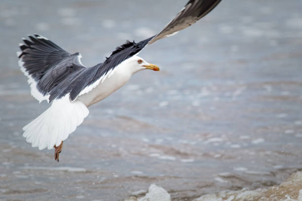Seaside nature image of seagull taking off from the sea. Gull by the coast with natural copy-space. Bird flying over breaking wave.