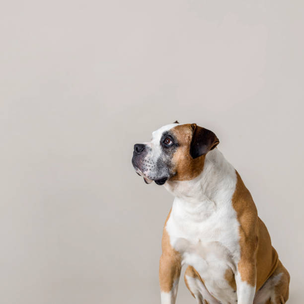 American Bulldog American Bulldog portraits in studio american bulldog stock pictures, royalty-free photos & images