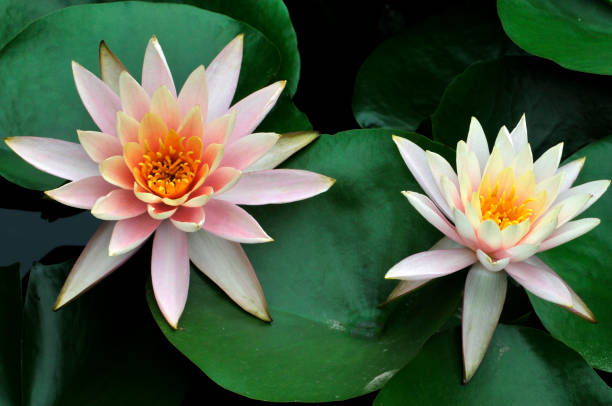istock Blossom waterlily flowers 989095732