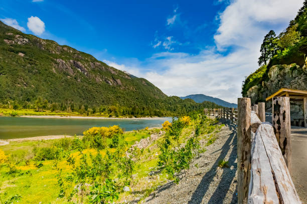 istock Calafate yellow flower 989142002