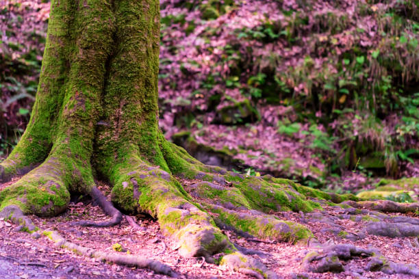 Beautiful forest tree trunk covered in moss stock photo