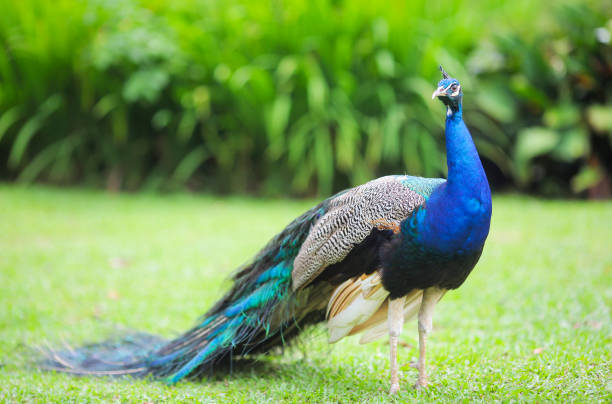 istock Beautiful peacock on green background, shallow DOF. 989152528