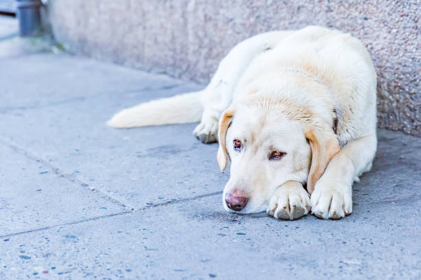 istock White dog lain on street 989153084