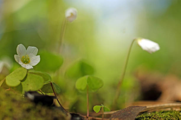 istock Wood Sorrel - Oxalis acetosella 989153498