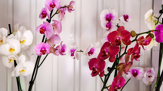 Orchids are on the shop window of the flower shop. White red and purple.