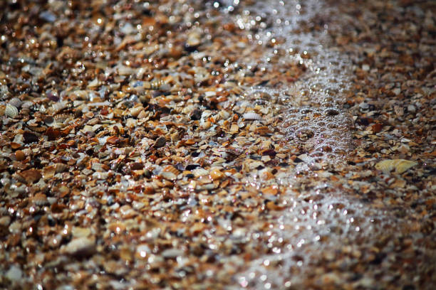 Marine background. Broken and whole shells in the sand on the beach. Selective focus. Close-up, side view, copy space.