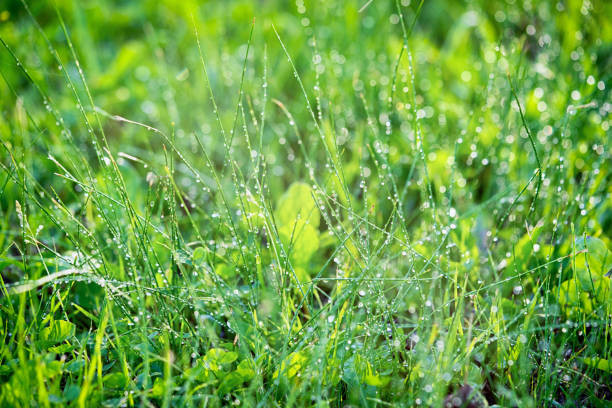 istock Fresh thick grass with water drops in the early morning dew 989174318