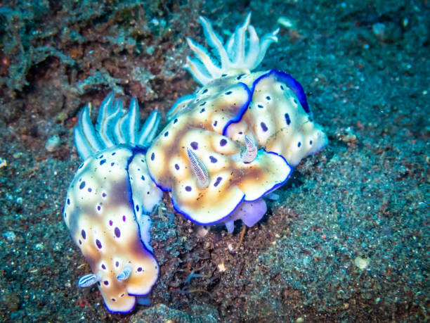 istock Nudibranch in Bali, Indonesia 989179922