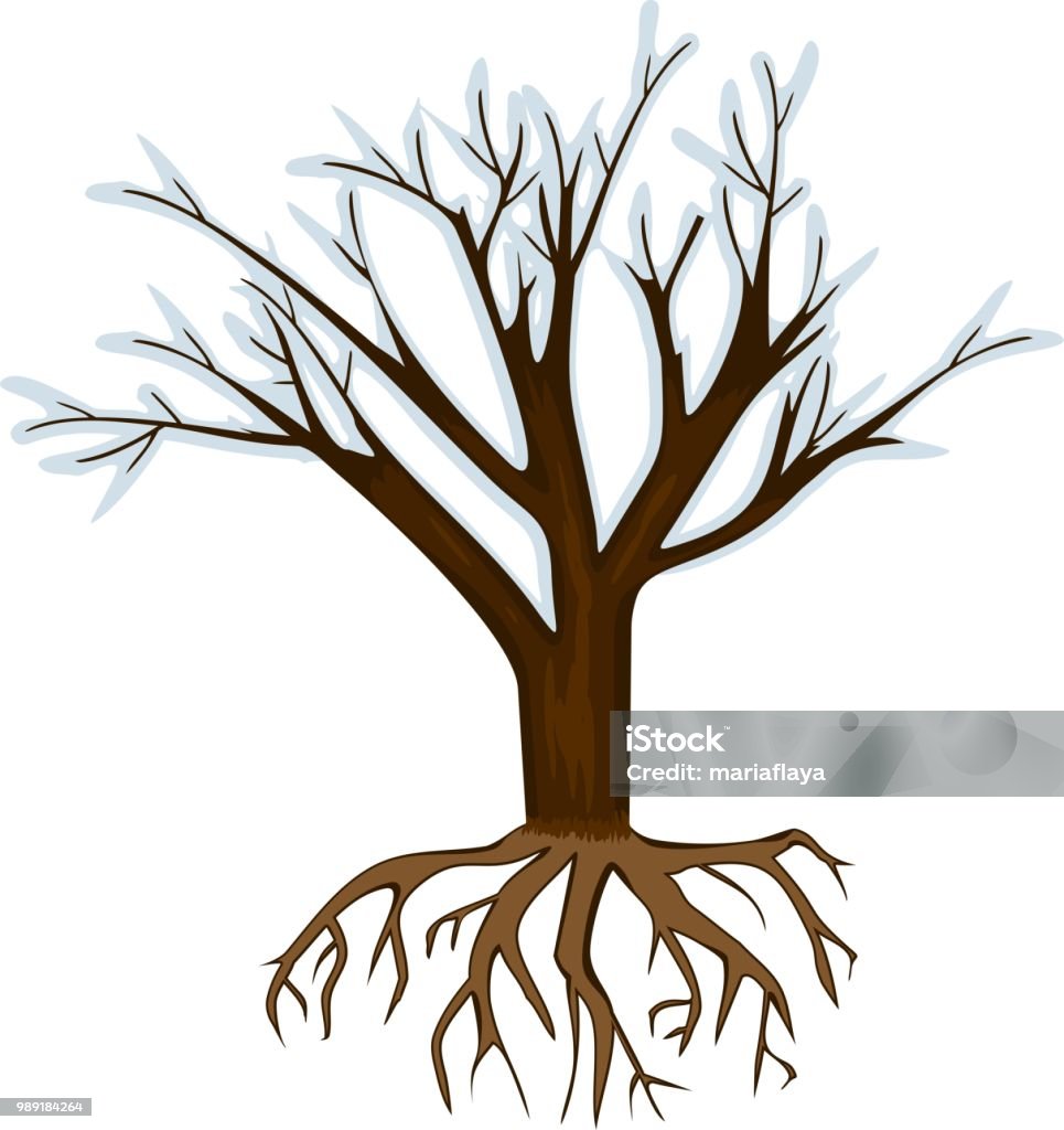 Tree Withoun Root Winter Tree Without Leaves On White Background Tree With Root System ...