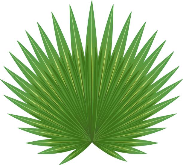 istock Large green leaf of Corypha or Gebang Palm on white background 989186946