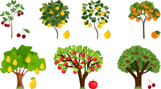 reihe von verschiedenen obstbäumen mit reifen früchten auf weißem hintergrund - pear tree stock-grafiken, -clipart, -cartoons und -symbole