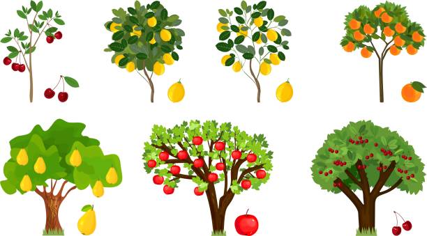 zestaw różnych drzew owocowych z dojrzałymi owocami na białym tle - pear tree stock illustrations