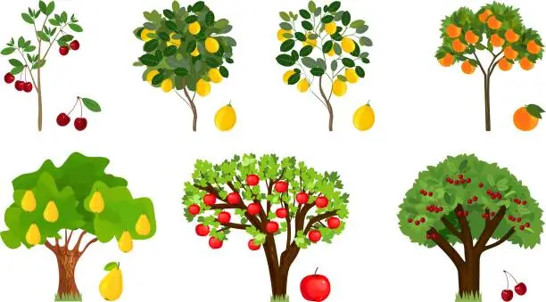 Vector illustration of Set of different fruit trees with ripe fruits on white background