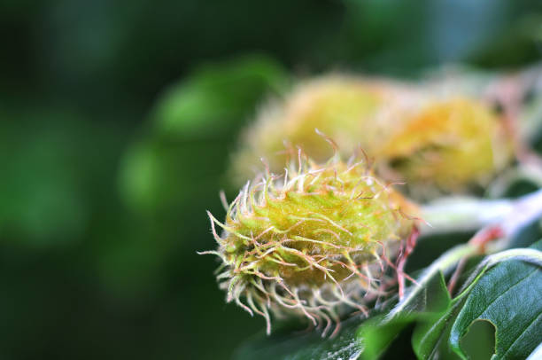 wachsende bucheckern am zweig - buche samen stock-fotos und bilder