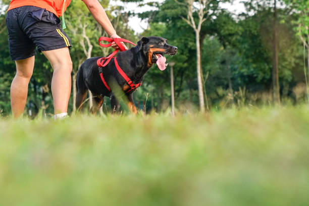 istock With a dog at a park 989197474
