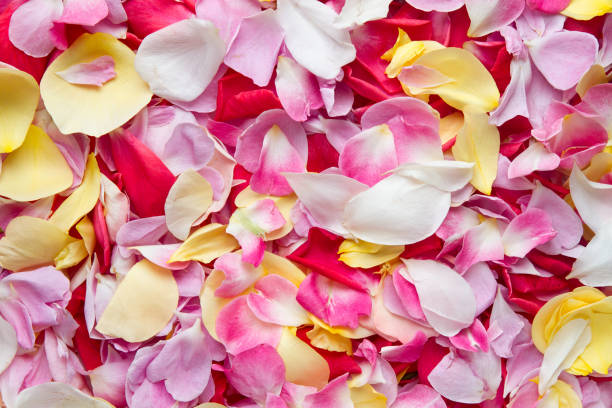 Rose petals. Rose petals background stock photo