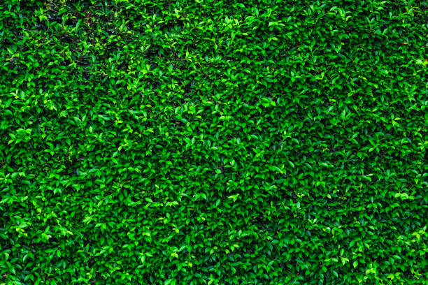 istock Backdrop of green leaves natural wall. 989202518