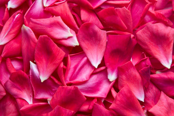 istock Red rose petals. Red rose petals for background 989203120