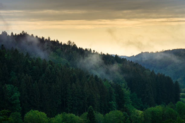 Black forest nature landscape in foggy sunset