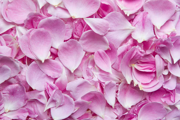 Pink rose petals. Pink rose petals for background stock photo