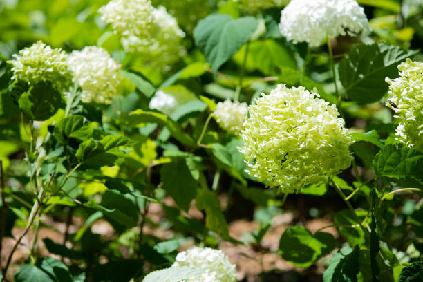 close-up of white and green hydrangea flower