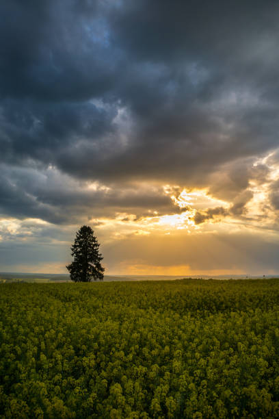 istock Supernatural sun breakthrough dark cloudy sky over yellow rapeseed field 989204440