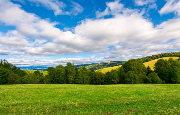 istock beautiful grassy meadow on hillside in mountains 989204538