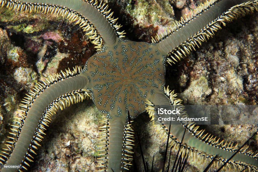 Brittle Star Brittle Star Viewed from above. Moalboal, Philippines Animal Stock Photo