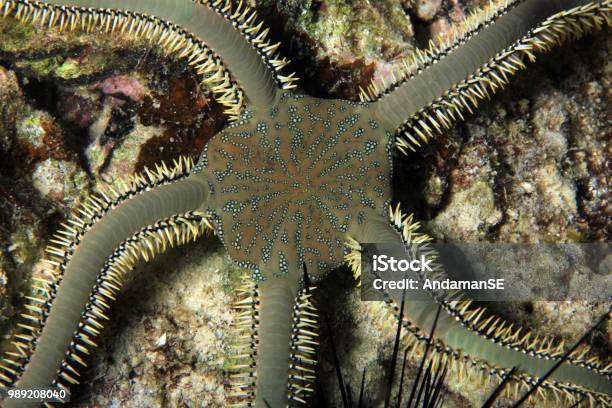 Brittle Star Stock Photo - Download Image Now - Animal, Brittle Sea Star, Coral - Cnidarian
