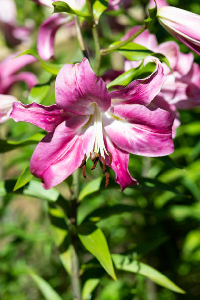 istock close-up of pink lily flower 989208978