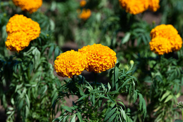 istock close-up of orange marigold flower 989212600