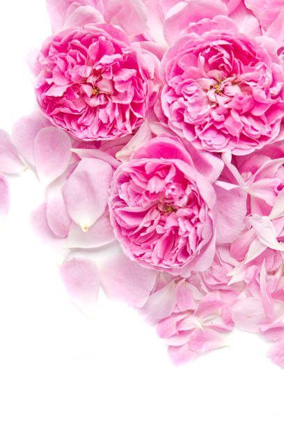 Pink roses with petals stock photo