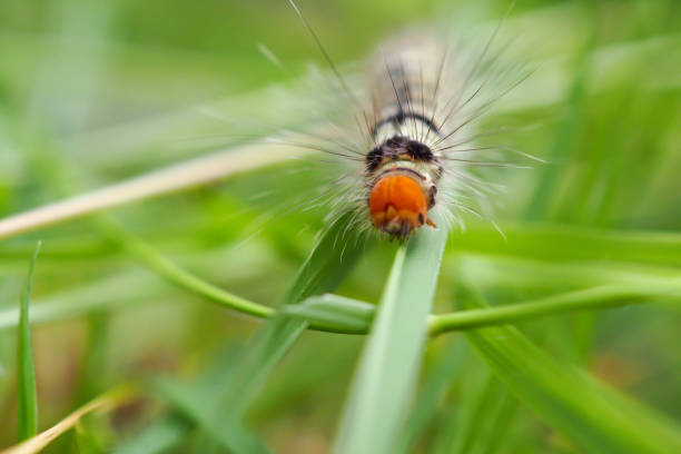 istock Orange head of Hairy caterpillars 989215220