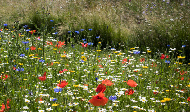 istock footpath through the wild flower meadow 989218798