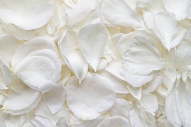 White rose petals. Roses stock photo