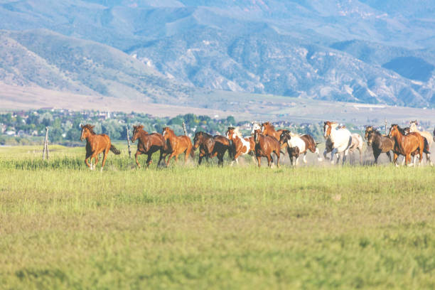 istock Utah Saddle Bronc Herd Roundup Bareback Riding Western Outdoors and Rodeo Stampede Riding Horses Herding Livestock 989228558