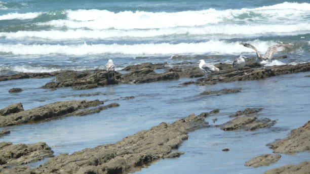 istock BEACH SIDI RAHAL/ PROVINCE BERCHID/MOROCCO 989232236