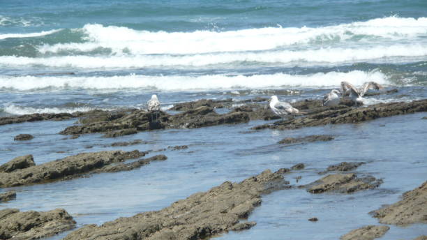 istock BEACH SIDI RAHAL/ PROVINCE BERCHID/MOROCCO 989232426