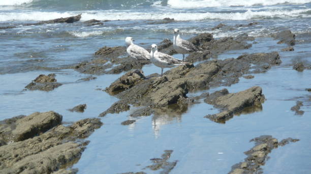 istock BEACH SIDI RAHAL/ PROVINCE BERCHID/MOROCCO 989233074