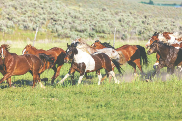 istock Utah Saddle Bronc Herd Roundup Bareback Riding Western Outdoors and Rodeo Stampede Riding Horses Herding Livestock 989233086