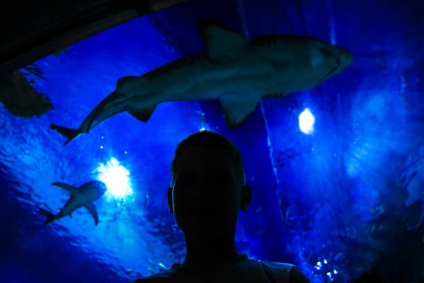 istock Exploring marine world, admiring shark in aquarium 989257258