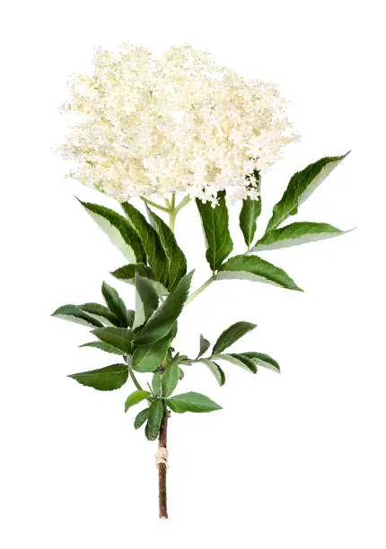 Fresh elder flower for alternative medicine, tea and cooking, isolated.