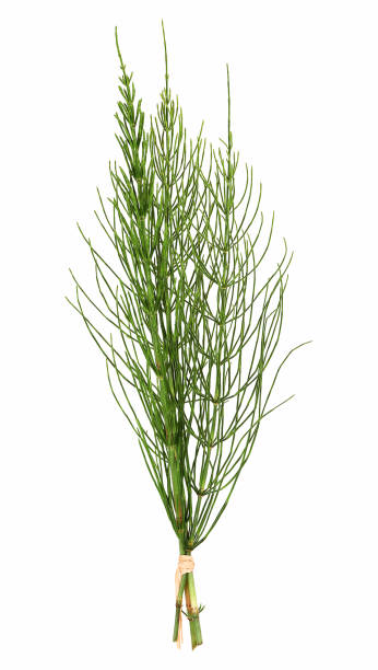 Field horsetail stock photo