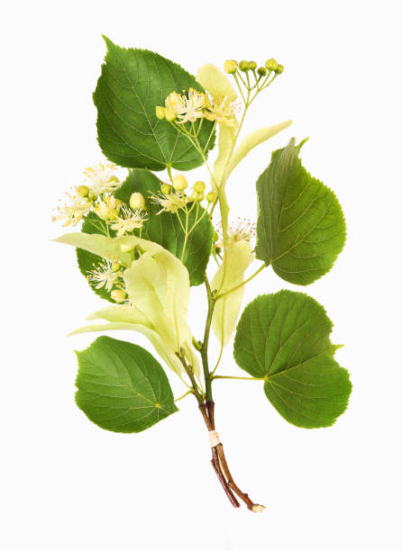 Lime-tree blossoms Fresh lime tree blossoms for alternative medicine, tea and cooking, isolated. tilia stock pictures, royalty-free photos & images