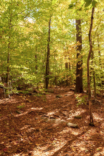 istock Trail near the Swift River 989274818