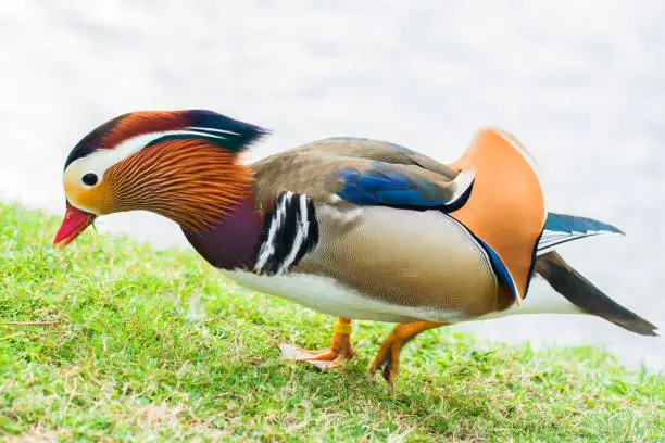 Mandarin duck looking for food next to the river