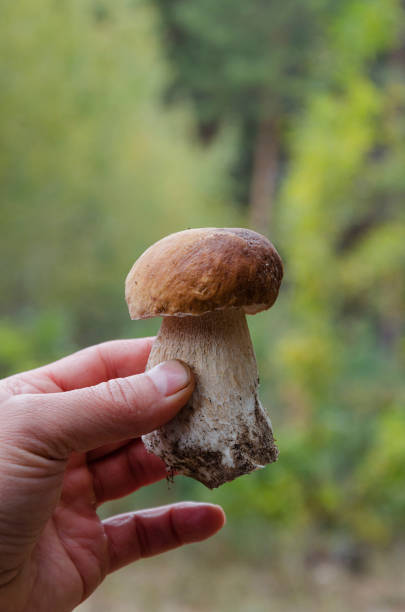 istock beautiful edible white mushroom in man's hand 989295768