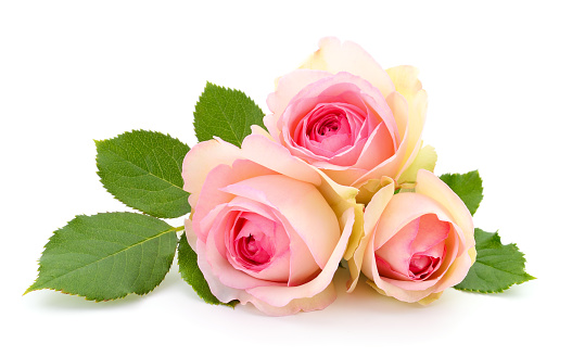 Three beautiful pink roses on a white background.