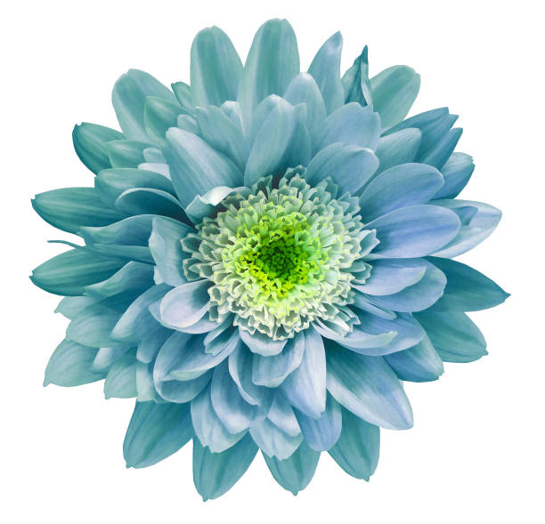 istock Turquoise chrysanthemum flower isolated on white background with clipping path.  Closeup no shadows. For design.  Nature. 989305988