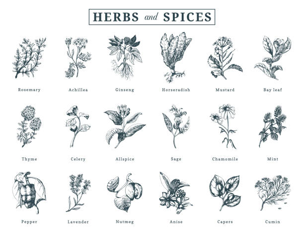 kuvapankkikuvitukset aiheesta piirretyt yrtit ja mausteet vektorisarja. kasvitieteellisiä kuvia orgaanisista ekokasveista. käytetään maatilan tarraan, kaupan etikettiin jne. - pepper plant
